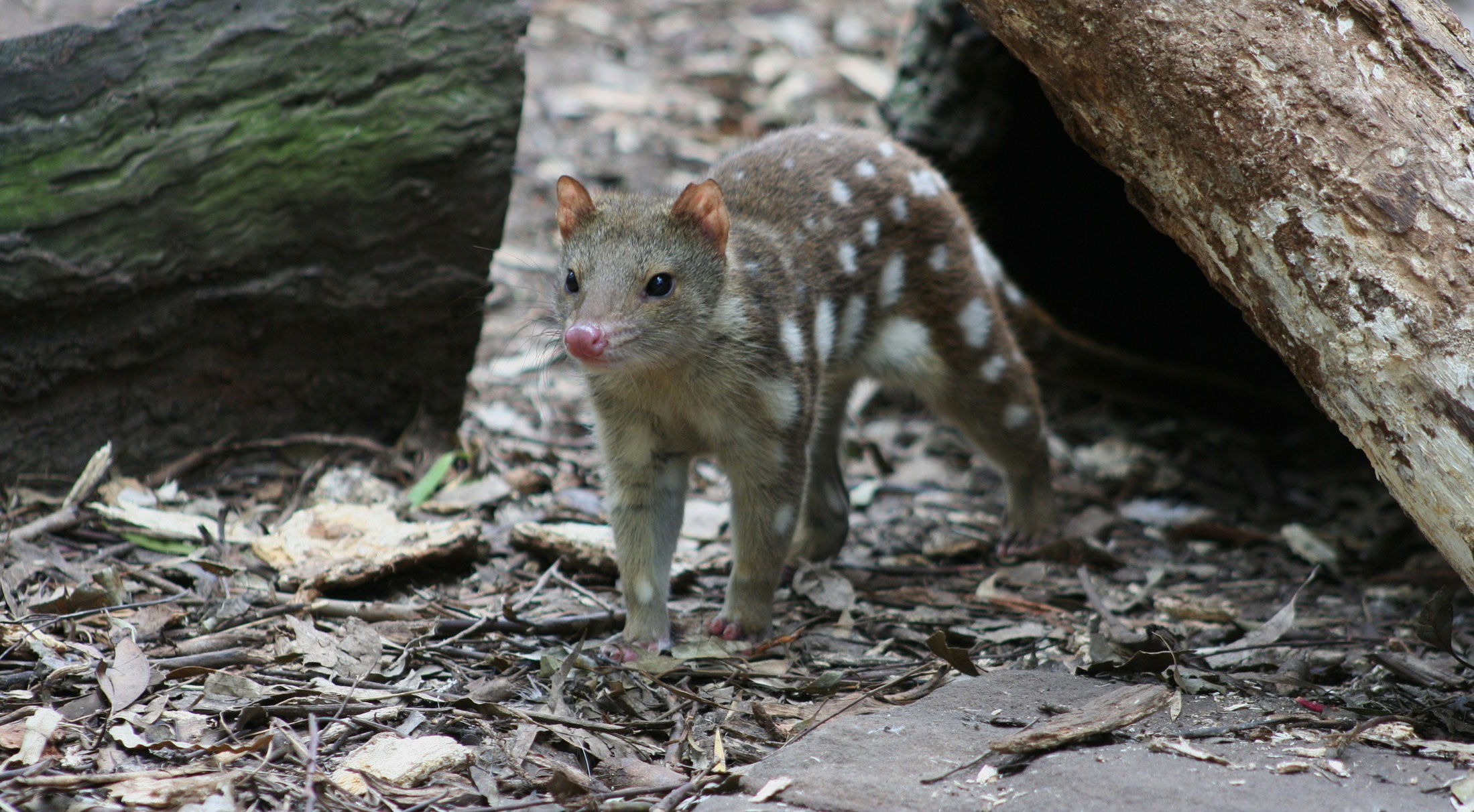 Project profile: Returning the Eastern Quoll to mainland Australia